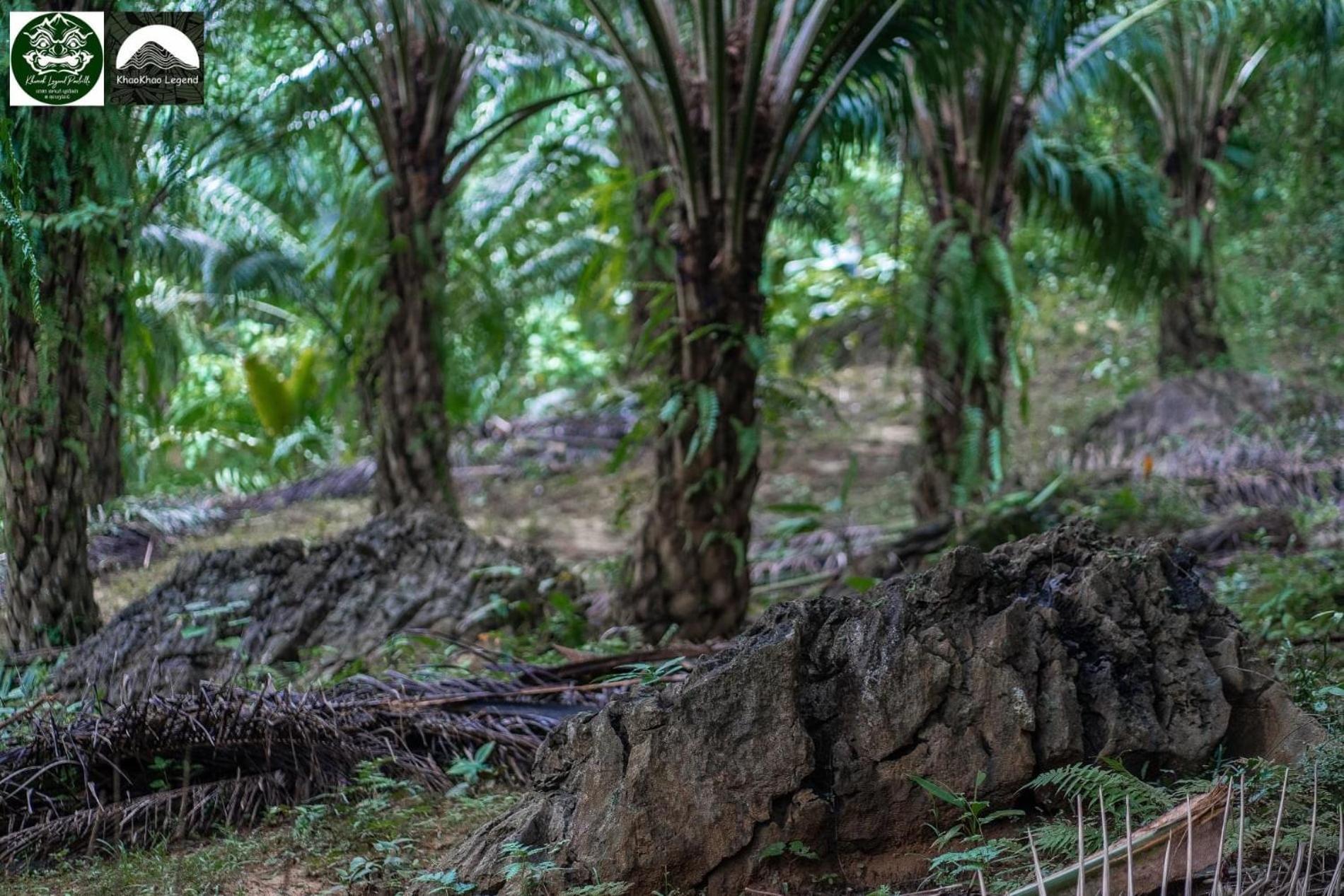 Khaosok Legend Villa Khao Sok National Park Ngoại thất bức ảnh
